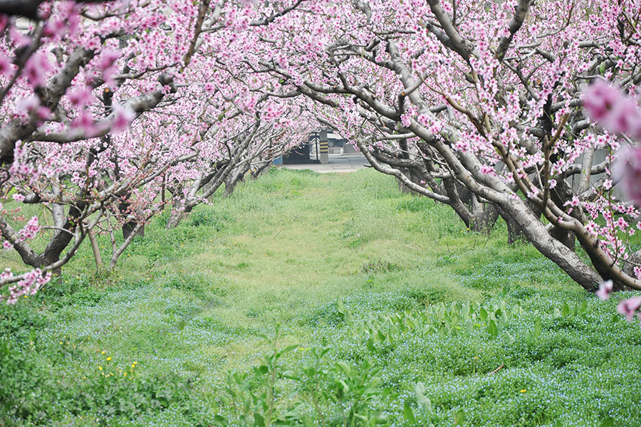 桃花棚记